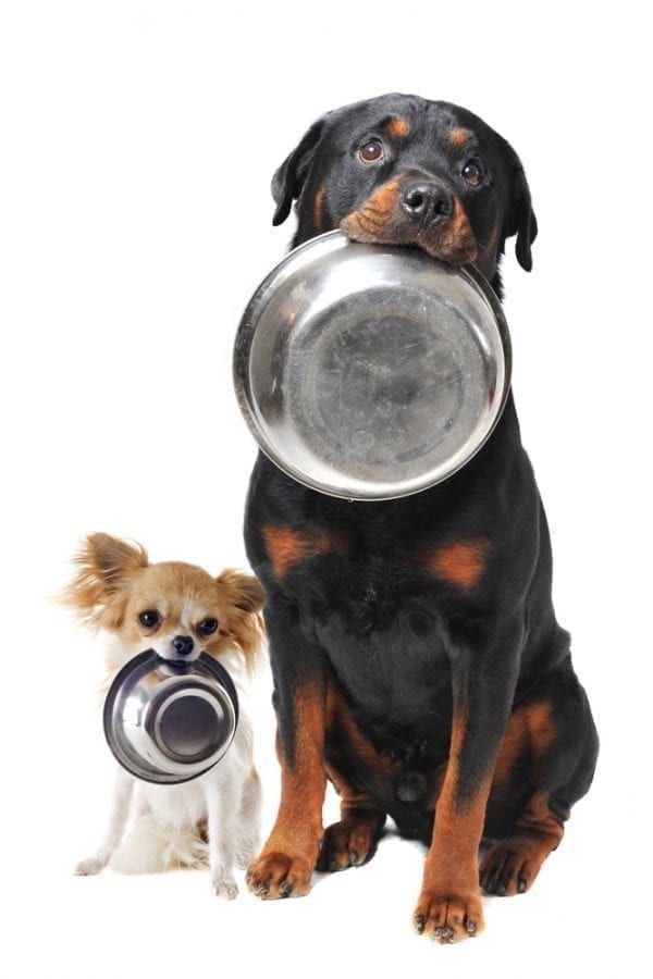 tips to keep pet safe in summer