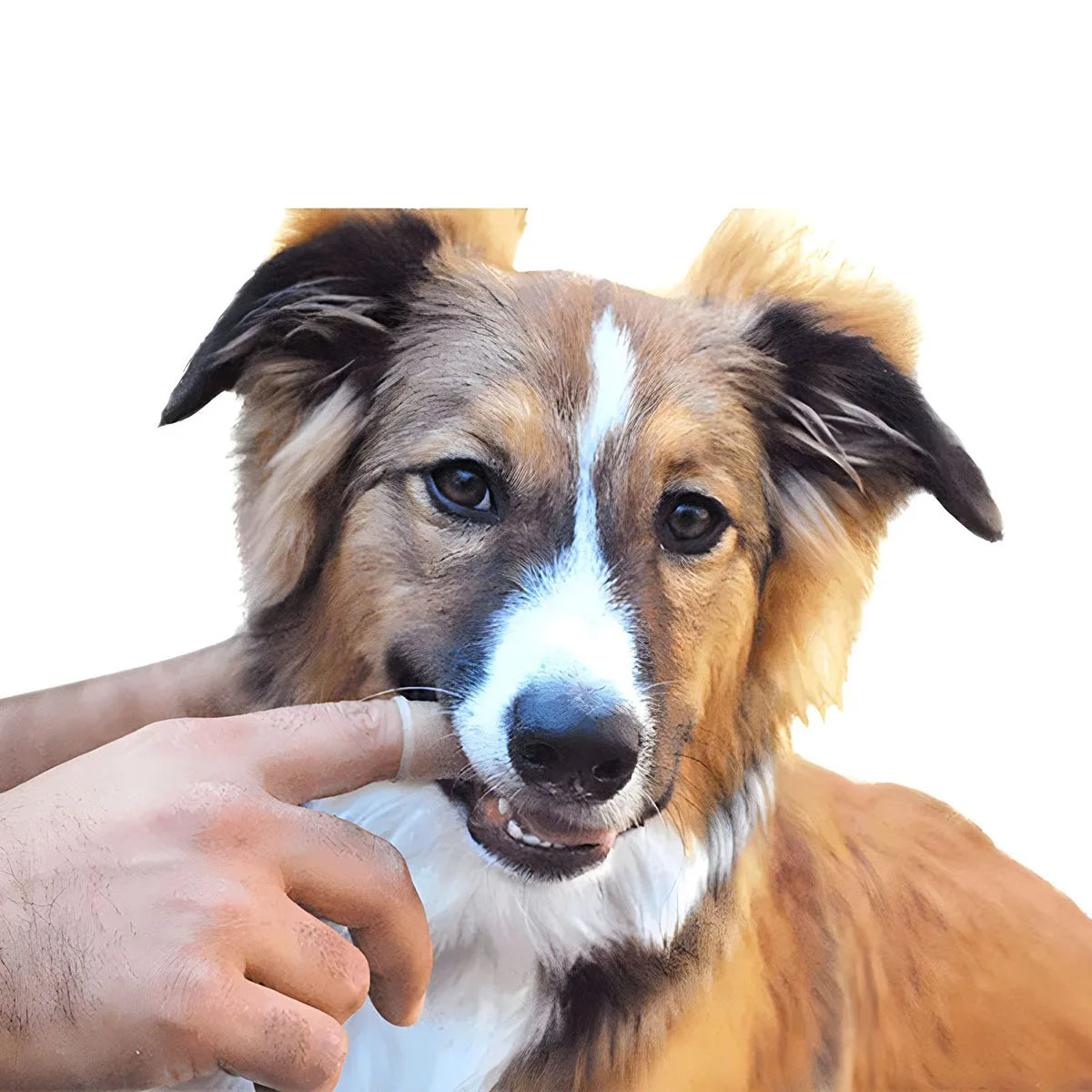 Pet Finger Toothbrush Cleaning Products for Cats and DogsOral Cleaning ToothbrushesSilicone Bristles